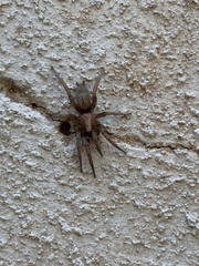 Herpyllus propinquus