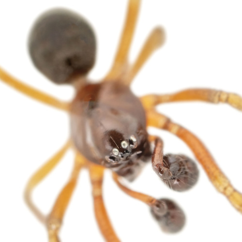 Robertus arundineti