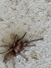 Herpyllus propinquus