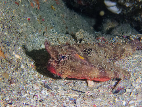 Batfish (Ogcocephalus vespertilio) — Ogcocephalidae