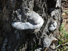 Fomes fomentarius image