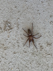 Herpyllus propinquus