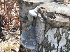 Fomes fomentarius image