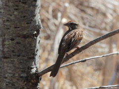 Melospiza melodia image