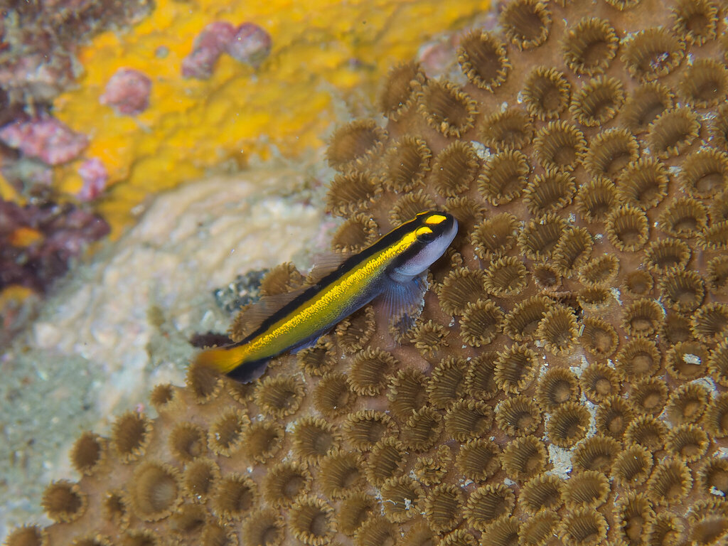 Barber goby (Elacatinus figaro) — Gobiidae