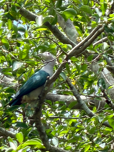 Green Imperial Pigeon