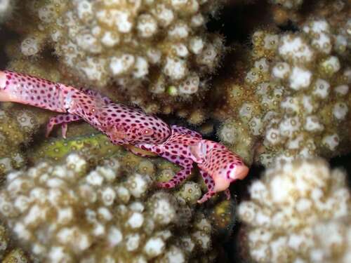Trapezia tigrina observed 2026-07-11