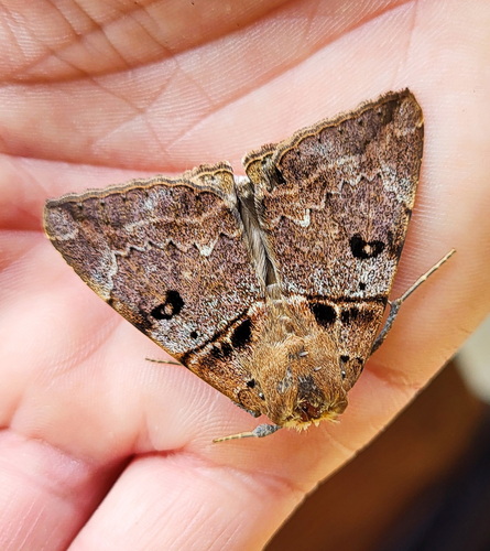 Lienard's Achaea