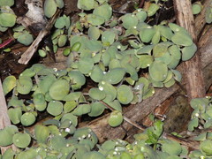 Spirodela polyrhiza