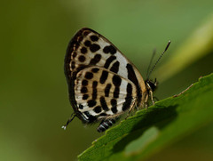 Tarucus waterstradti