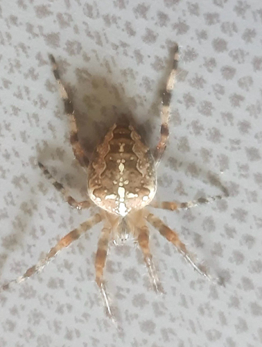 Cross Orbweaver