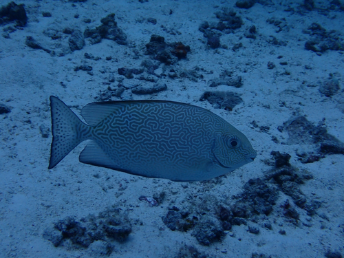 Siganus vermiculatus observed 2026-07-29