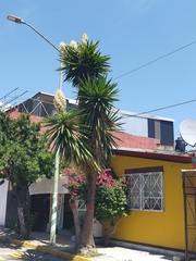 Yucca