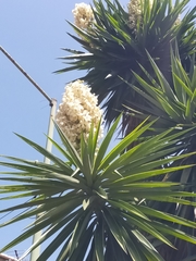 Yucca