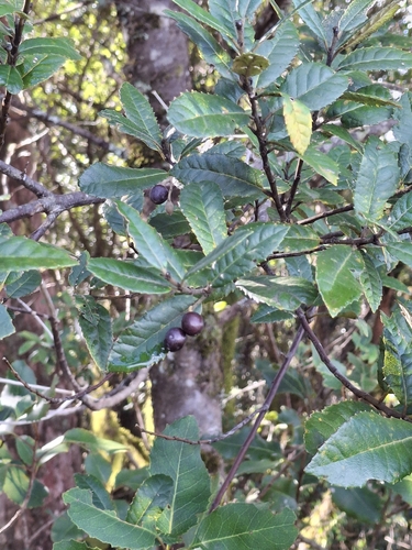 Elaeocarpus holopetalus observed 2026-07-27