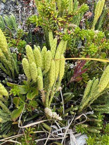 alpine clubmoss