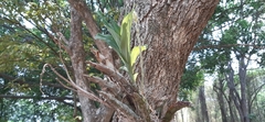 Catasetinae