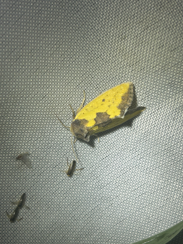 Yellow Sunflower Moth photo 3