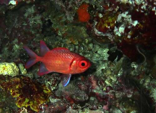 Myripristis amaena observed 2026-07-11