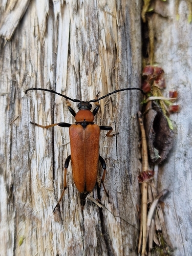 Red Pine Longhorn Beetle
