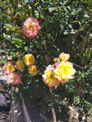 Rosa