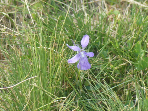 Viola cornuta, photograph 2