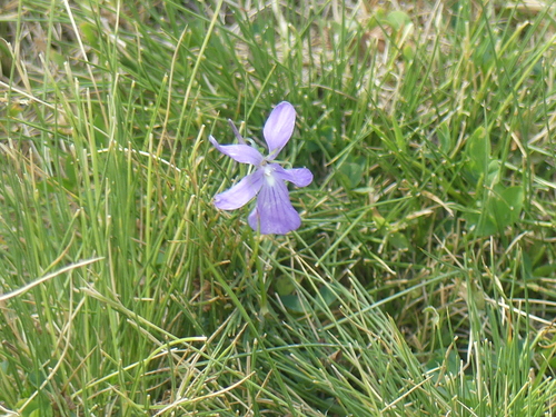 Viola cornuta, photograph 3