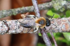 Andrena lapponica
