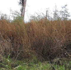 Chenopodium quinoa