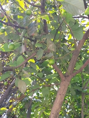 Persea americana