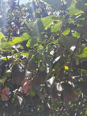 Persea americana