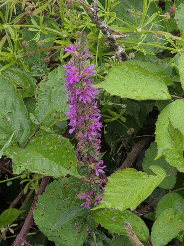 purple loosestrife