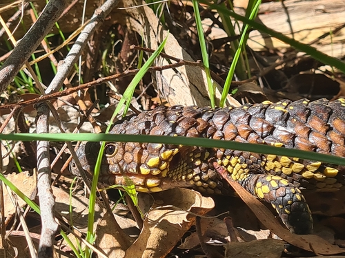 Shingleback