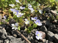 Veronica filiformis