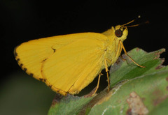 Cupitha purreea