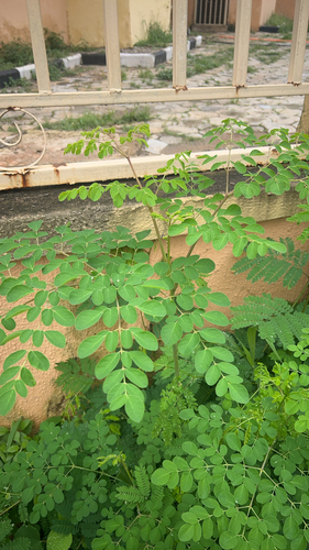 Moringa tree