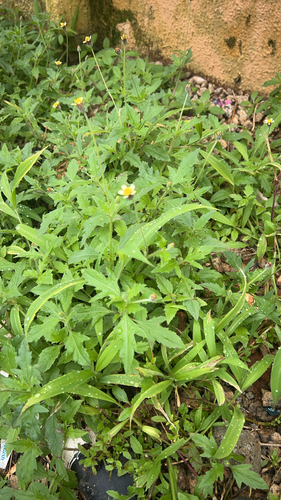 Tridax Daisy