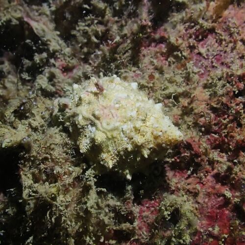 Mancinella echinata observed 2026-08-02
