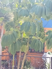 Heptapleurum actinophyllum