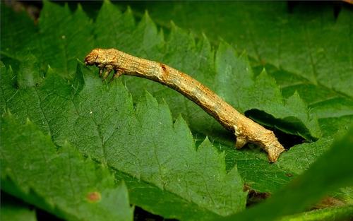 Small Engrailed, photo 7 of 10