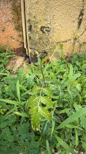 Neem