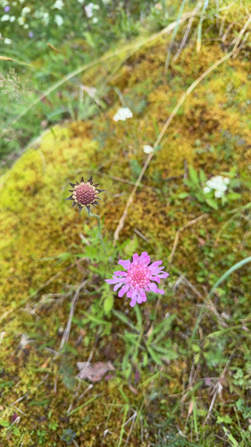 Field Scabious