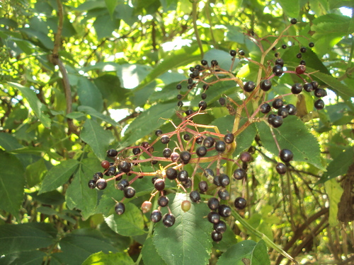 European black elderberry