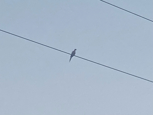 Mourning Dove