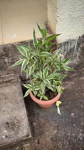 Lucky Bamboo