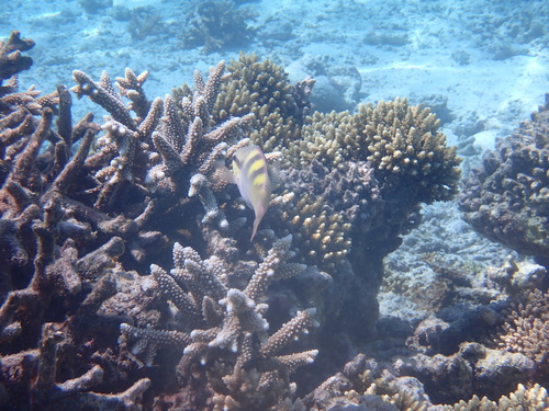 Scarus scaber observed 2026-06-03