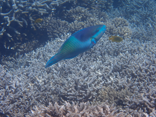 Scarus scaber observed 2026-06-03