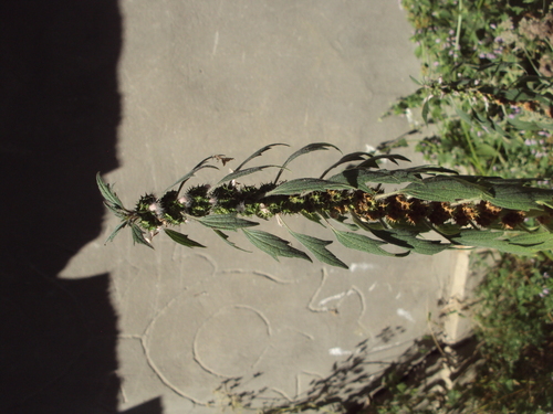 five-bladed motherwort