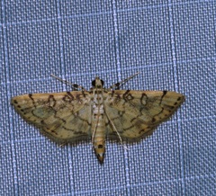 Lamprosema tampiusalis