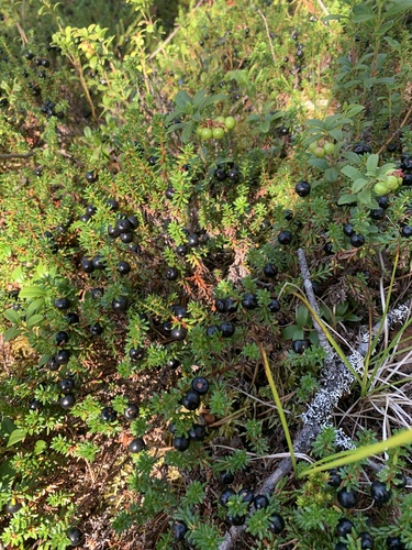 black crowberry